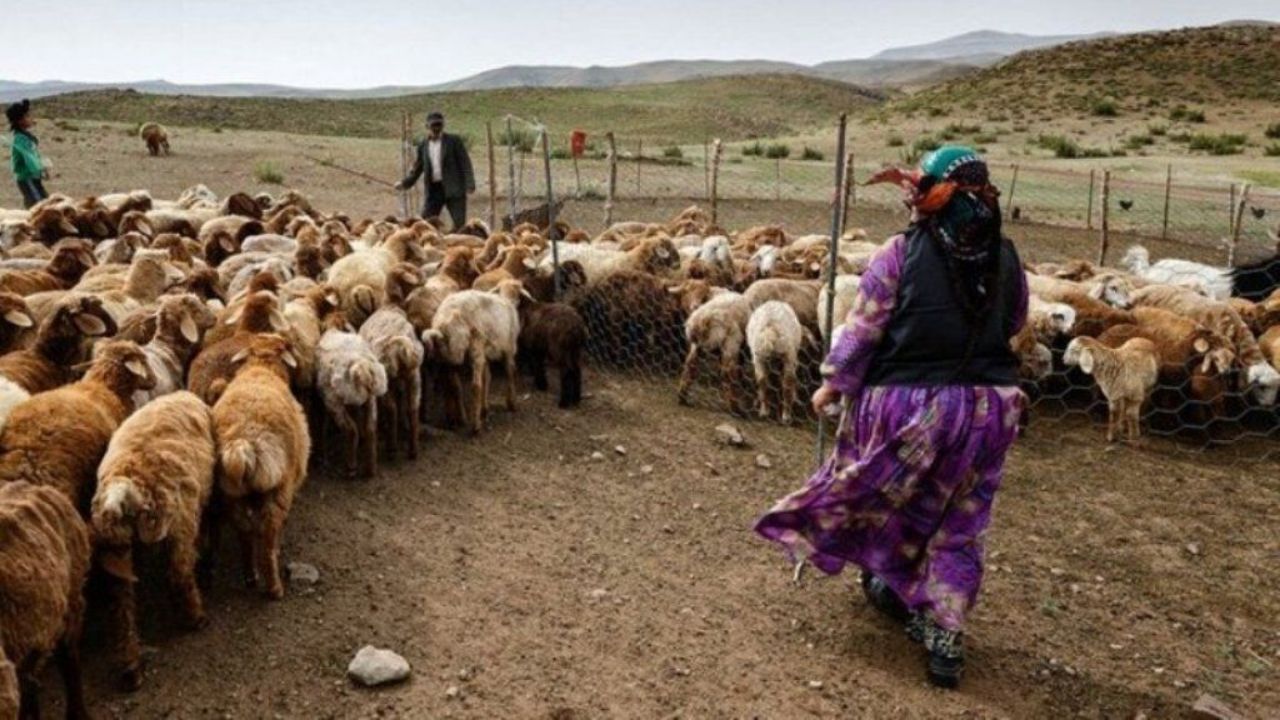عدم تخصیص اعتبار برای خرید حمایتی دام عشایر در خشکسالی/ نوش‌ دارو پس از مرگ سهراب نمی‌خواهیم