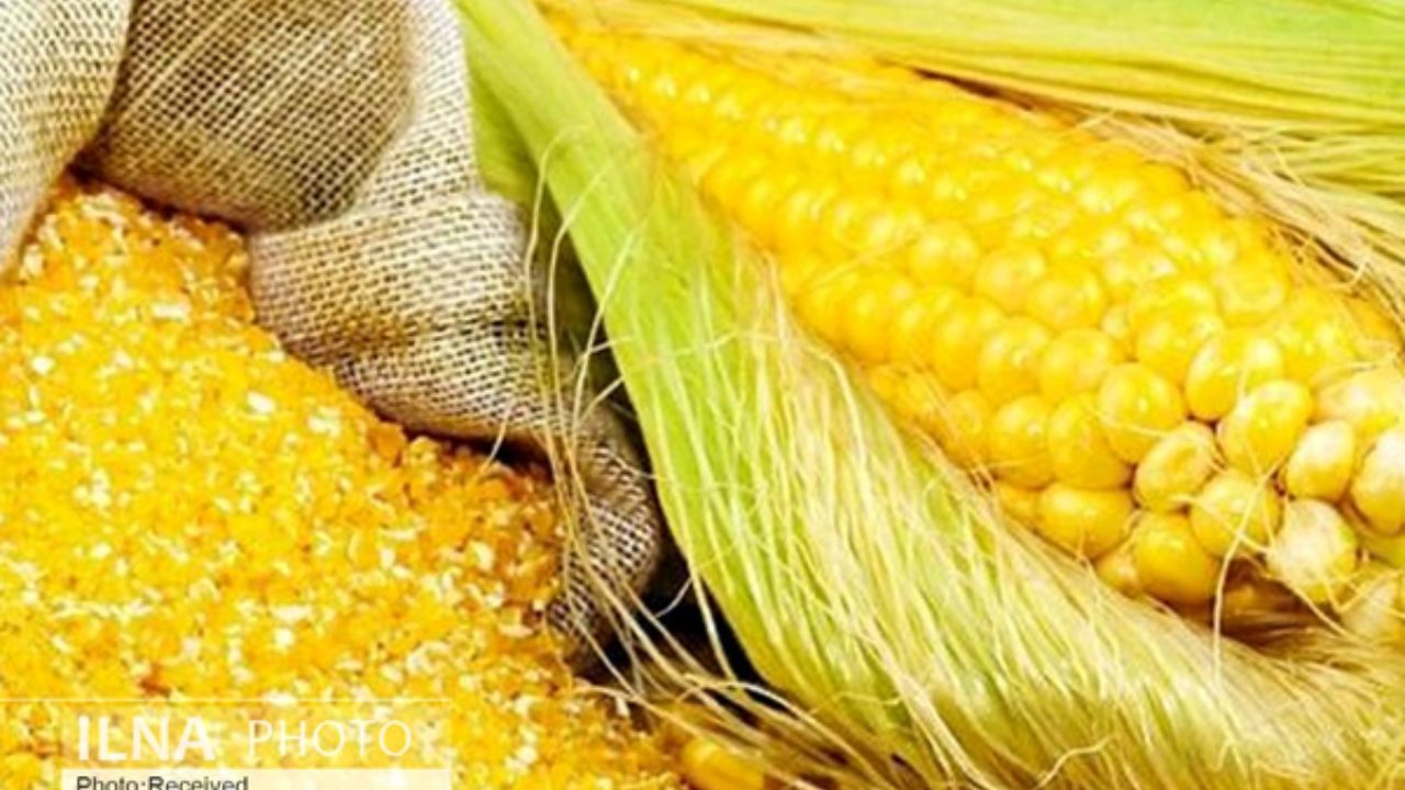 جریمه 12.4 میلیارد ریالی برای قاچاق ذرت دامی
