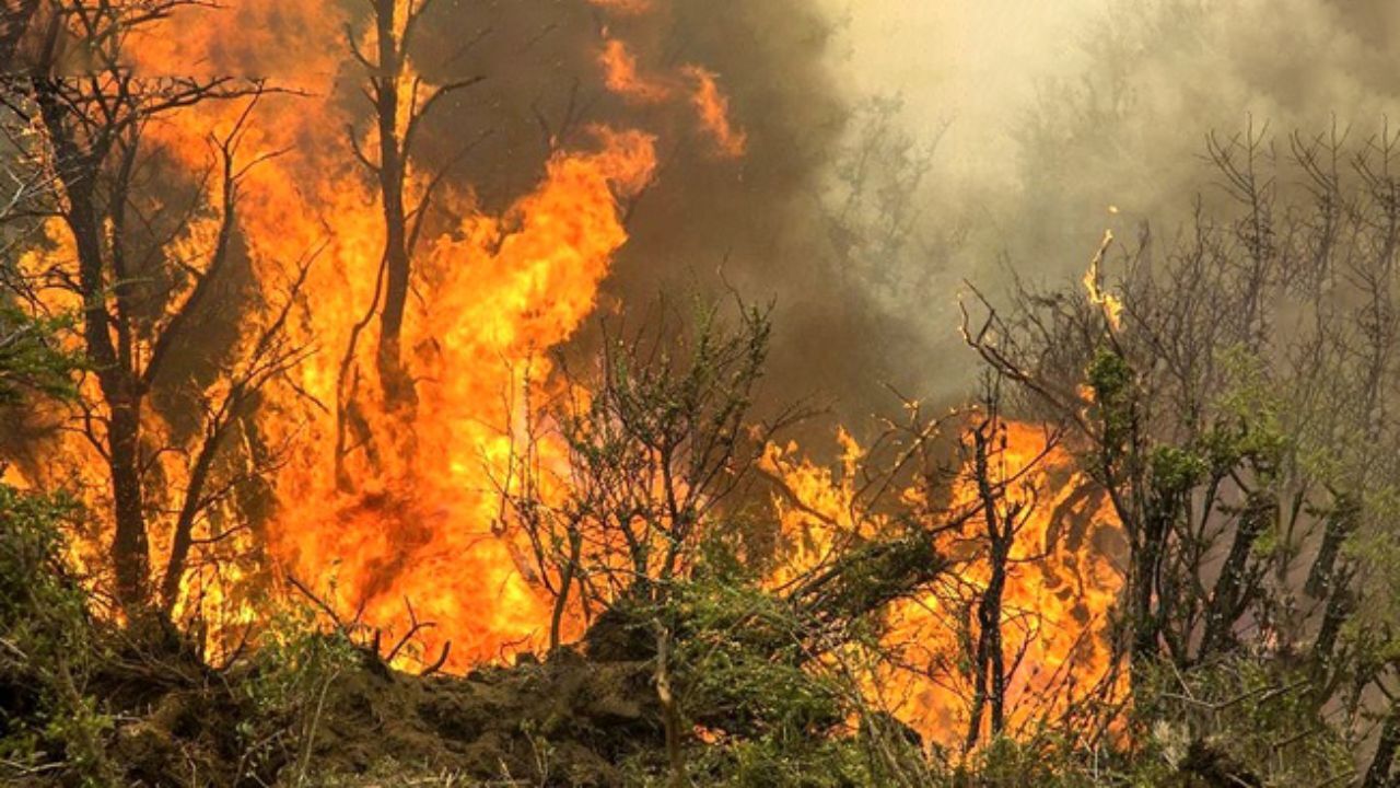 بیش از 200 هکتار از جنگل‌های زاگرس طعمه آتش شد / آتش‌سوزی‌های گسترده رخ می‌دهد / مسئولان پیگیر آتش‌سوزی‌ جنگل‌ها نیستند