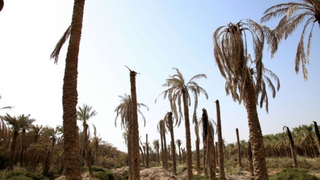 گواهی‌ بهداشت نخل‌ها از سوی قطر تایید نشد/ هر نخل 300 دلار فروخته شد/ روابط اقتصادی خود با دیگر کشورها را از دست دادیم
