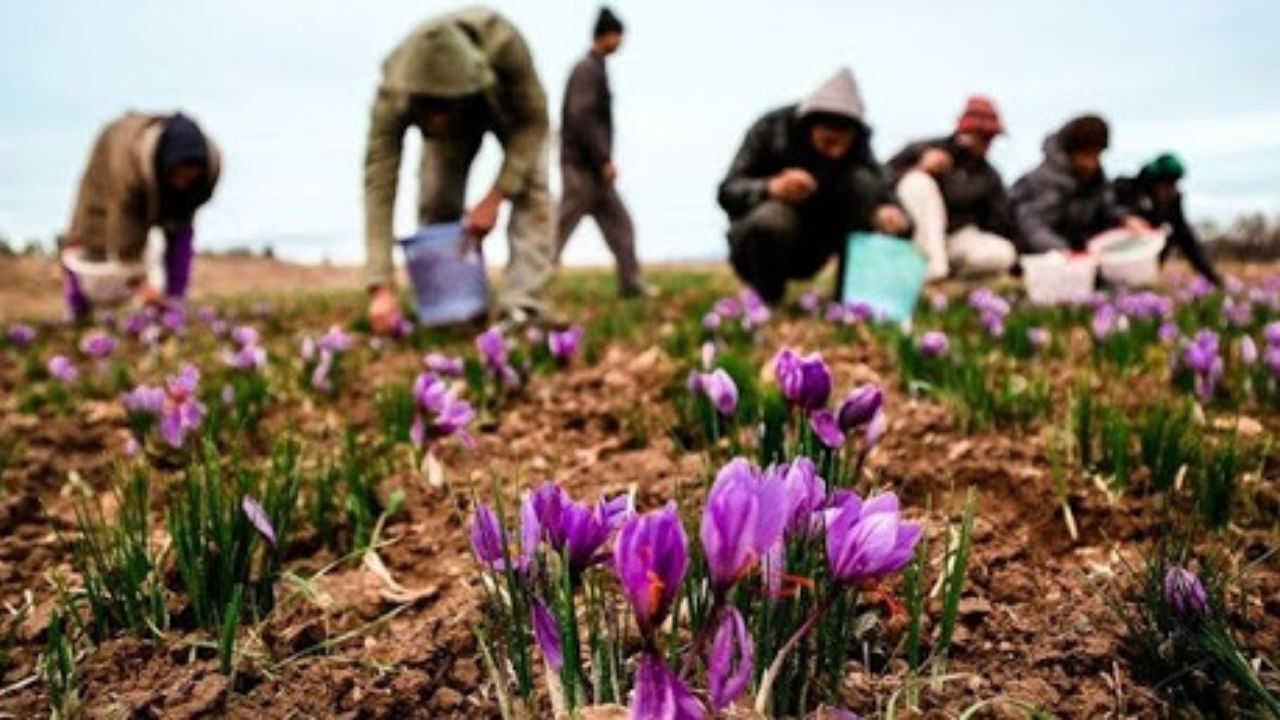 ضرر 1500 میلیاردی کشاورزان ناشی از اقدامات مخرب شورای ملی زعفران
