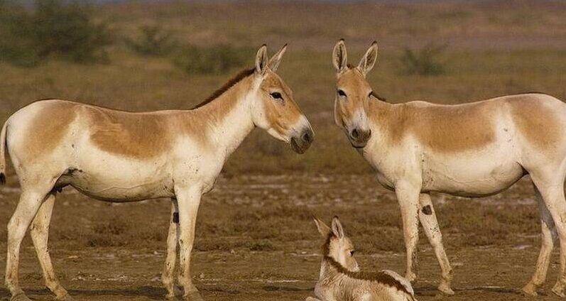 هرگونه غذادهی به گونه‌های جانوری ممنوع است