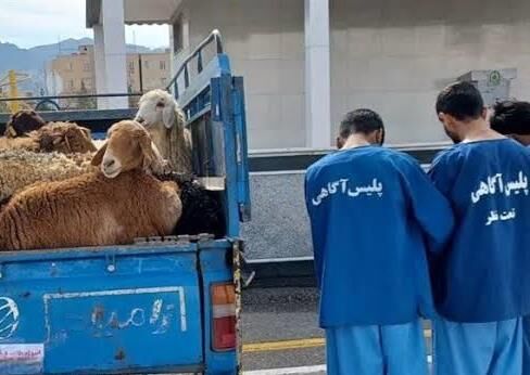 توقیف گوسفندان غیر مجاز توسط پلیس