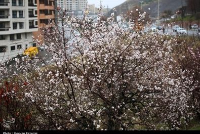 شکوفه‌های بهاری در سنندج