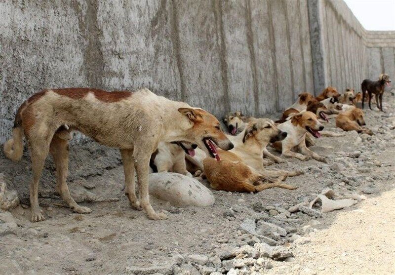 وزارت بهداشت: سگ‌های ولگرد باید معدوم شوند