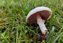 ۳ عضو یک خانواده در کالپوش بر اثر مصرف قارچ سمی جان باختند