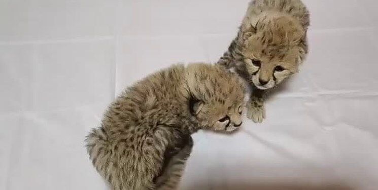 از آذر و توران چه خبر؟