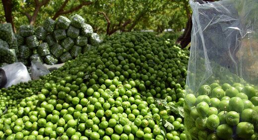 قاچاق گوجه‌سبز و چغاله‌بادام نوبر با قیمت میلیونی از ترکیه به ایران!