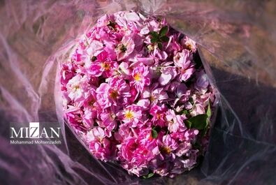 فصل برداشت گل محمدی