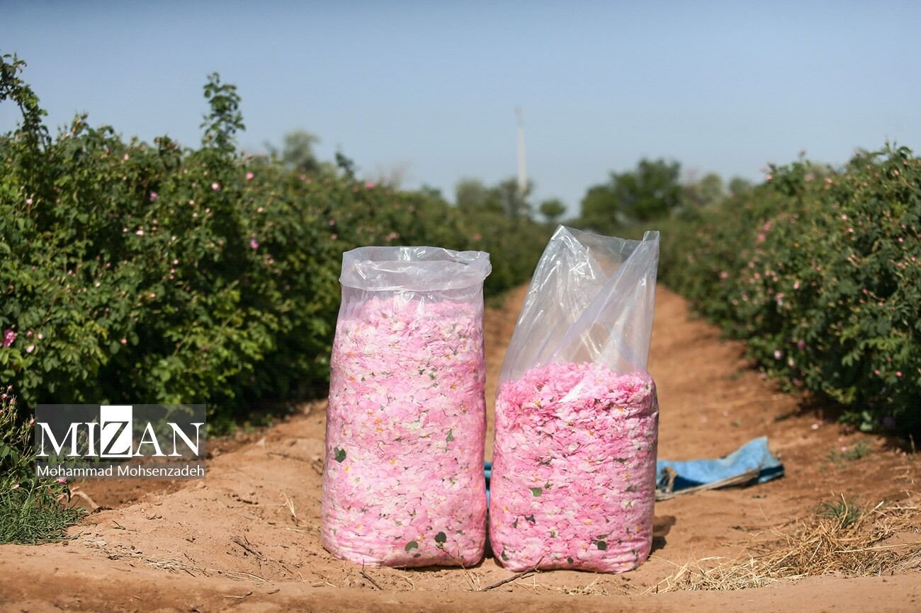فصل برداشت گل محمدی