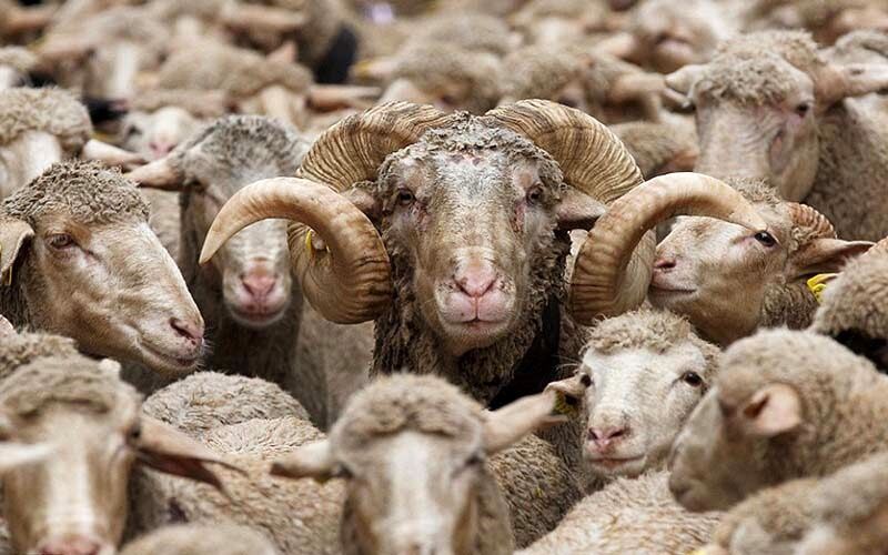 قیمت نجومی و باورنکردنی روده گوسفند!
