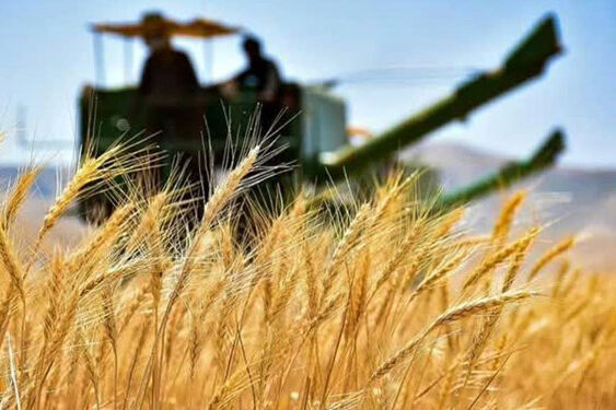 سرنوشت قیمت تضمینی گندم به کجا کشید؟