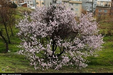 شکوفه‌های بهاری در سنندج