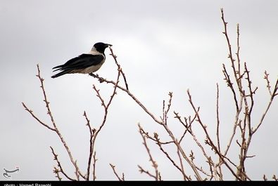 طبیعت بهاری ابهر