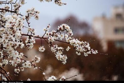 شکوفه‌های بهاری در سنندج
