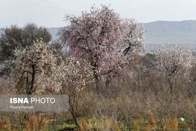 بهار شکوفه گل درخت