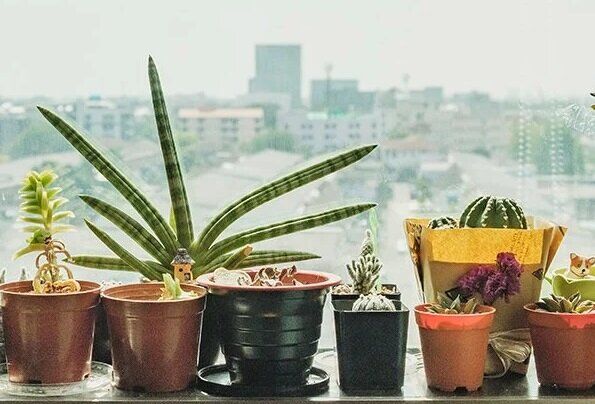 گیاهان آپارتمانی مناسب برای فصل پاییز