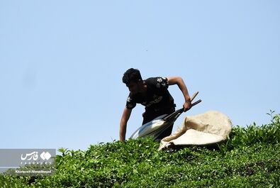 برداشت چای