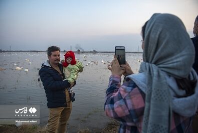 قو مهاجر پرنده