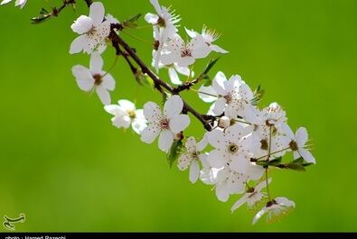 طبیعت بهاری ابهر