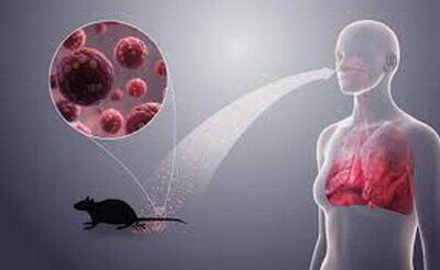 هانتاویروس اصلا شبیه کووید۱۹ نیست/مساله موش‌ها در تهران جدی است
