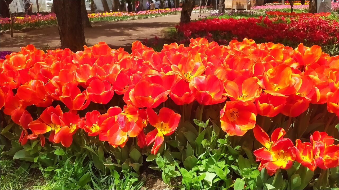 جشنواره گل‌های لاله در کرج
