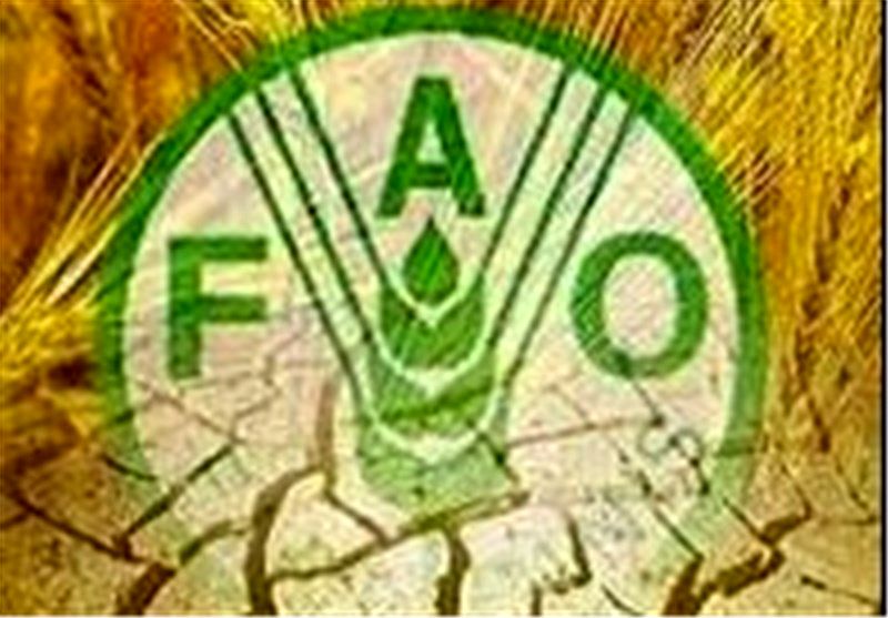 قیمت جهانی مواد غذایی به بالاترین رقم طی چند سال گذشته رسید