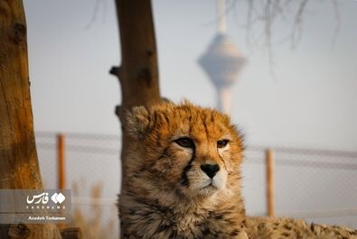 پیروز یوز ایرانی