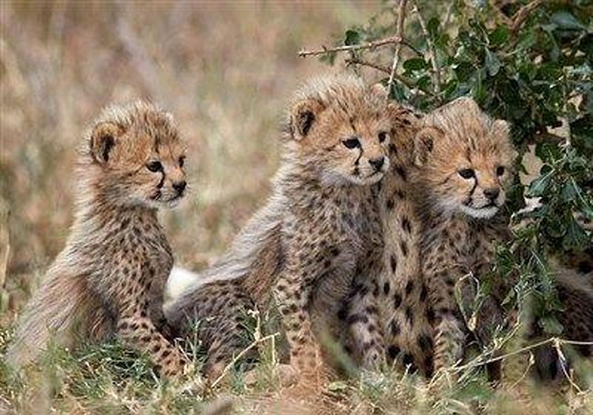 سه تولهیوزپلنگ مشاهده شده در میامی، ۱۰ ماهه هستند