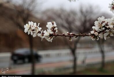 شکوفه‌های بهاری در سنندج