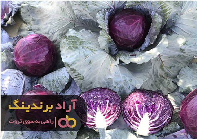 درمان سرماخوردگی با کلم پیچ
