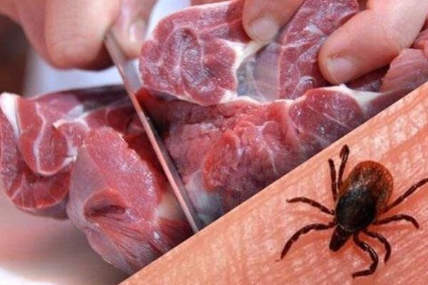 شناسایی ۹ مورد ابتلا تب کریمه کنگو در استان یزد؛ یک نفر جان باخت