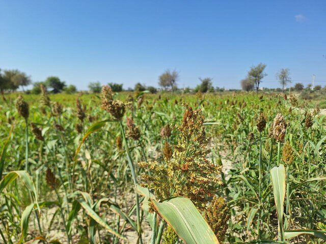 آیا کشاورزی در ایران به دلیل بحران آب صرفه اقتصادی و زیست‌محیطی دارد؟