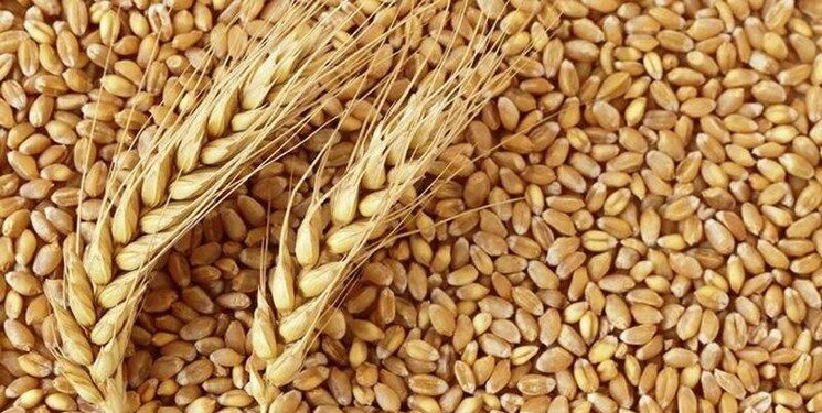این خبر را گندمکاران بخوانند؛ قیمت واقعی گندم مشخص شد
