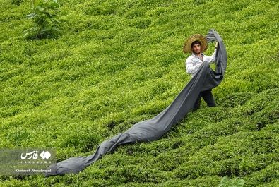 برداشت چای