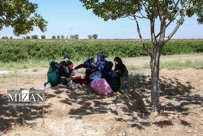 فصل برداشت گل محمدی