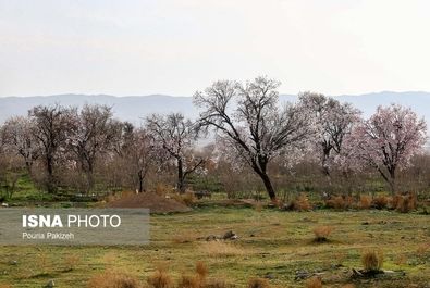 بهار شکوفه گل درخت