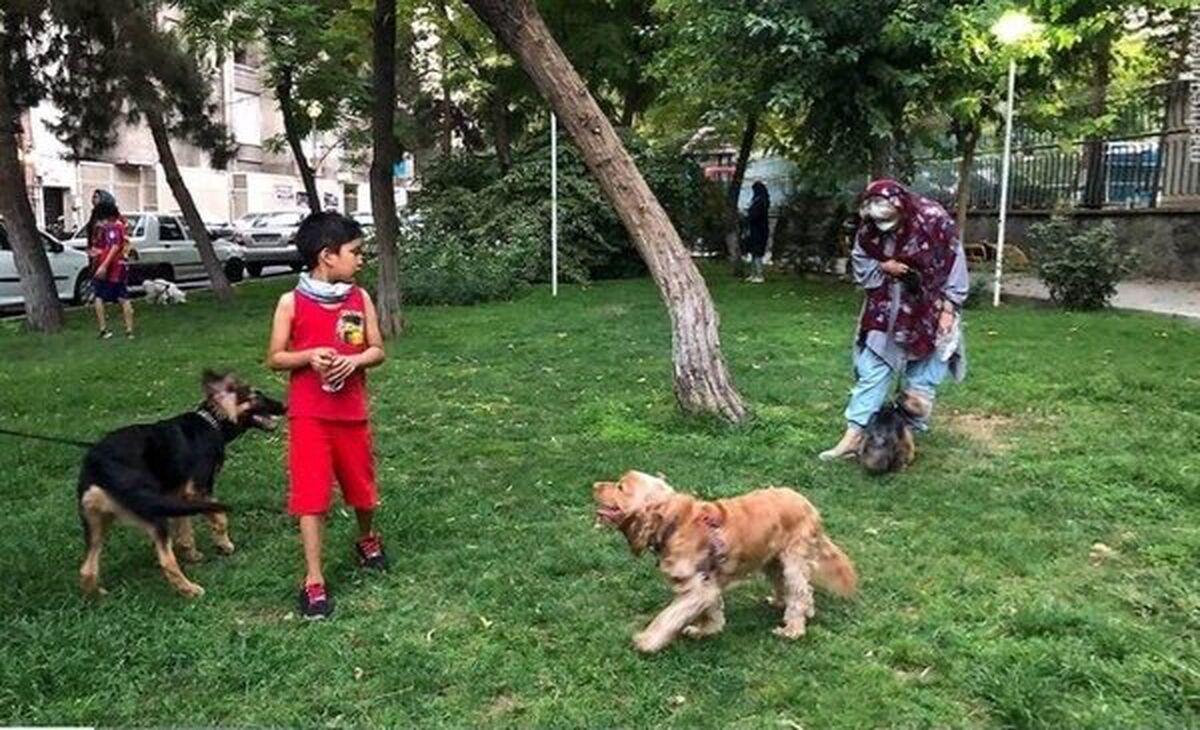 ممنوعیت سگ‌گردانی در گیلان