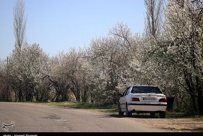 طبیعت بهاری ابهر