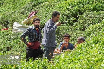 برداشت چای