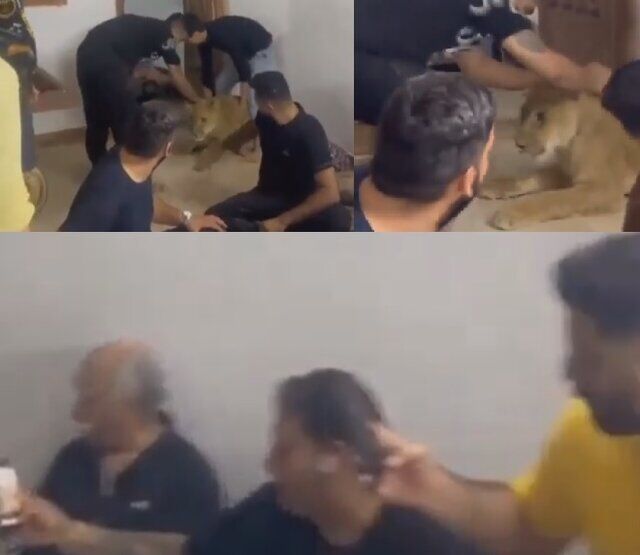 قاچاق حیات وحش به داخل کشور رها شده است/ از قاچاق «مار پایتون» تا «شیر هندی» در بازارهای تهران
