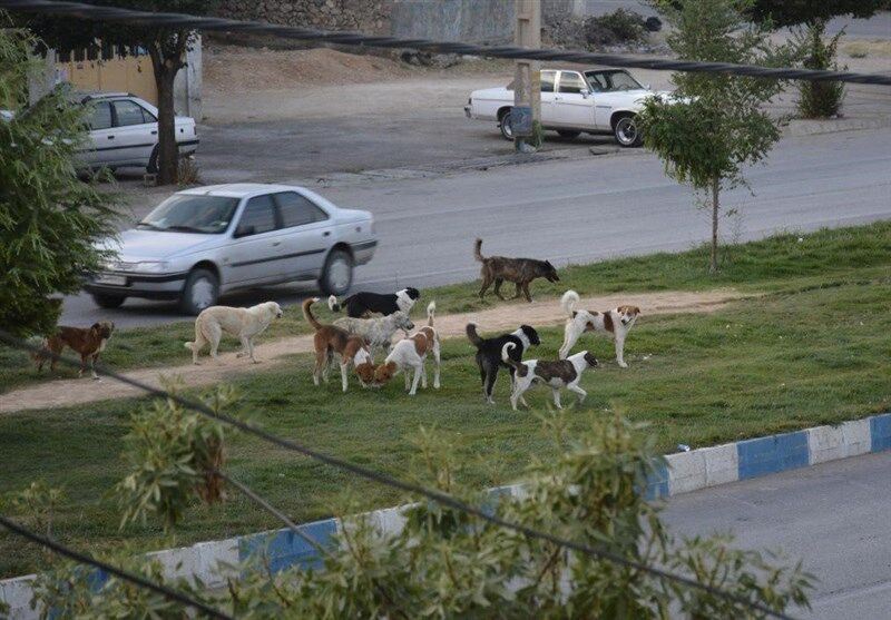 رشد آسان‌خواری باعث نزدیک شدن حیات‌وحش به مناطق مسکونی شده است