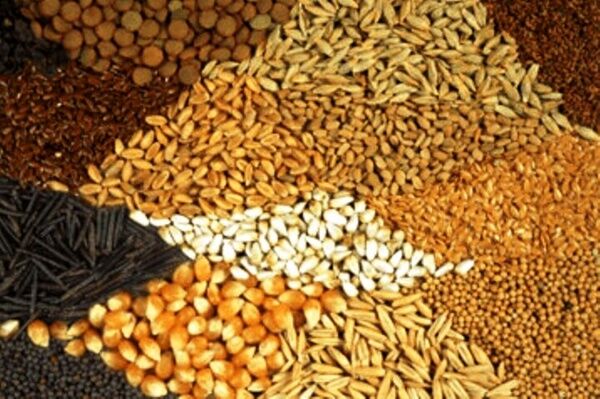 تکذیب شرایط بحرانی ذخایر نهاده‌های دامی