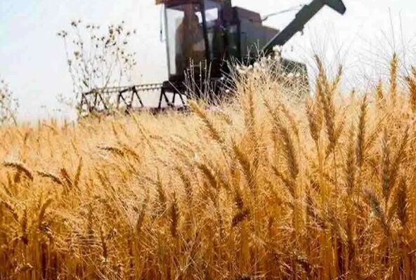 این نرخ پیشنهادی برای هر کیلوگرم گندم رد شد