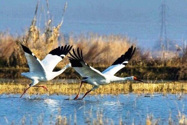 آخرین وضعیت درناهای «امید» و «رویا» در مازندران